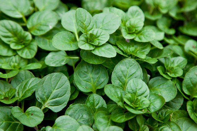 Bergamot Essential Oil